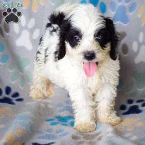 Benny, Cockapoo Puppy