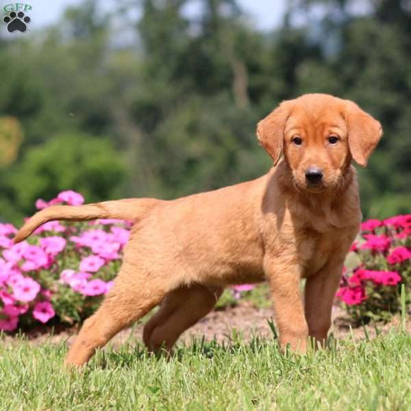 Benson, Yellow Labrador Retriever Puppy
