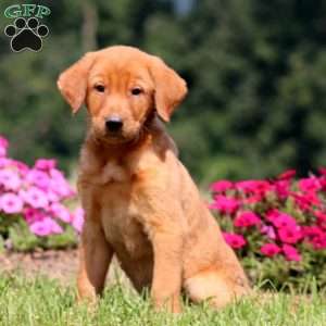 Benson, Yellow Labrador Retriever Puppy