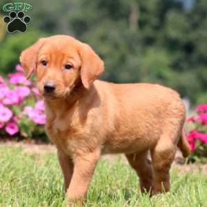 Benson, Yellow Labrador Retriever Puppy