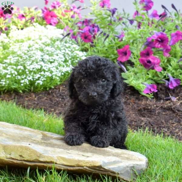 Bentley, Miniature Poodle Puppy