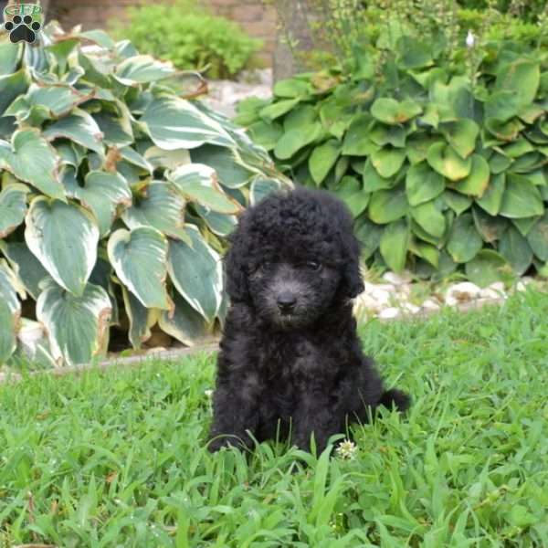 Bentley, Miniature Poodle Puppy