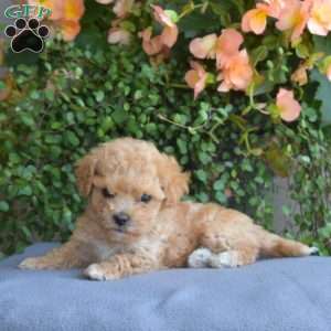 Bentley, Maltipoo Puppy