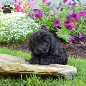 Bentley, Miniature Poodle Puppy