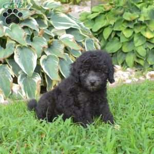 Bentley, Miniature Poodle Puppy