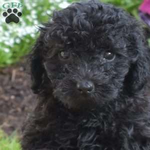 Bentley, Miniature Poodle Puppy
