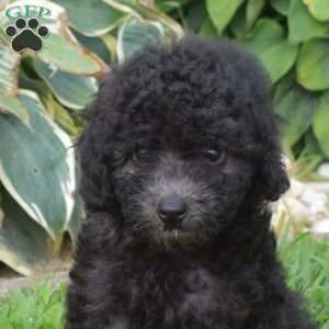 Bentley, Miniature Poodle Puppy