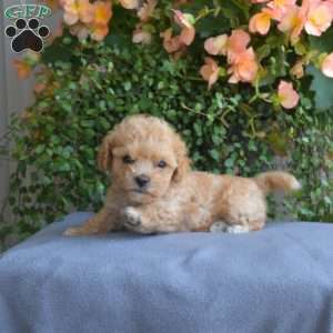 Bentley, Maltipoo Puppy