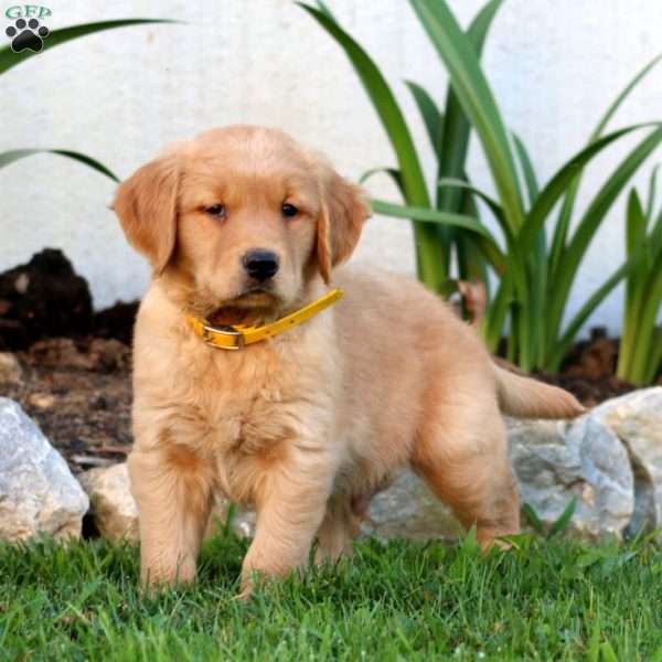 Bentley, Golden Retriever Puppy