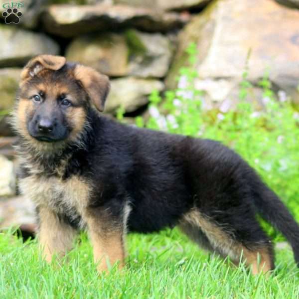 Bentley, German Shepherd Puppy