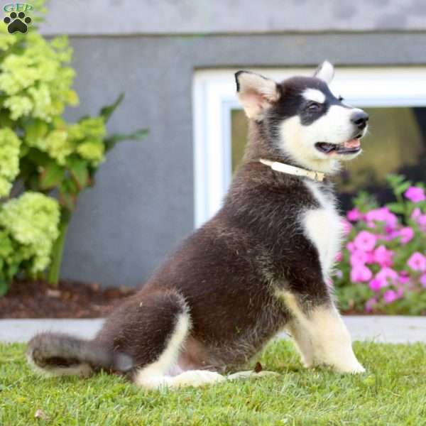 Bentley, Alaskan Malamute Puppy