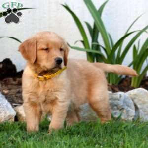 Bentley, Golden Retriever Puppy