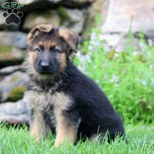 Bentley, German Shepherd Puppy