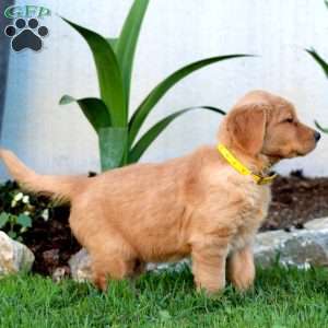 Bentley, Golden Retriever Puppy