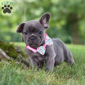 Berry, French Bulldog Puppy