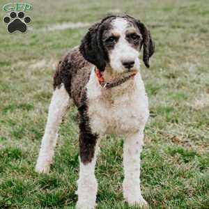 Chase, Mini Bernedoodle Puppy