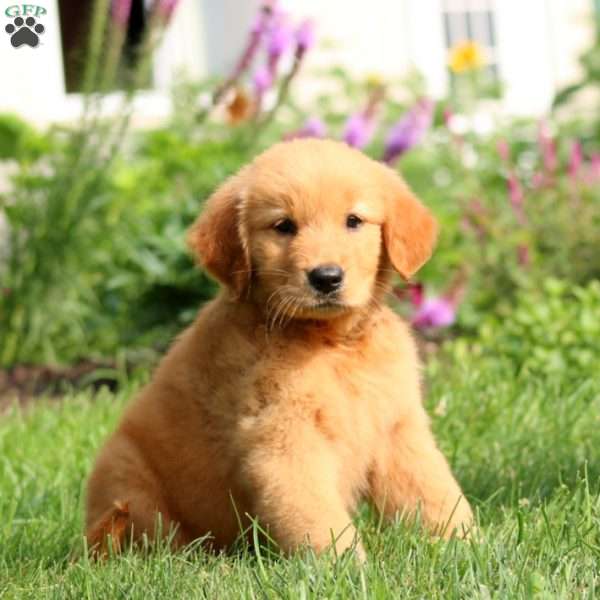 Betsy, Golden Retriever Puppy