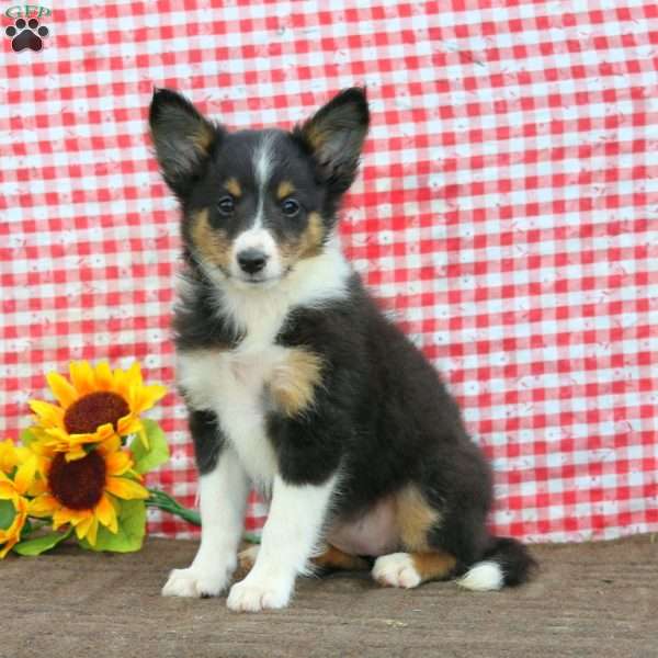 Betsy, Sheltie Puppy
