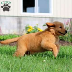 Betsy, Golden Retriever Puppy