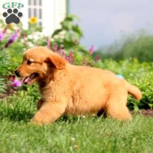 Betsy, Golden Retriever Puppy
