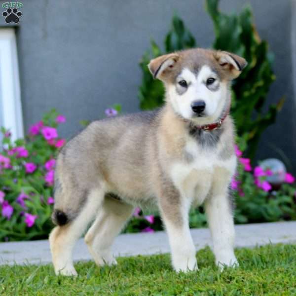 Betsy, Alaskan Malamute Puppy