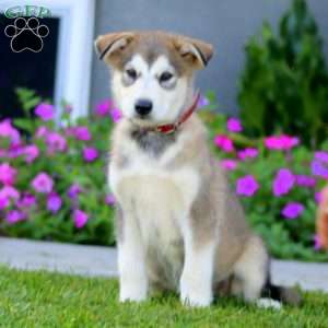 Betsy, Alaskan Malamute Puppy