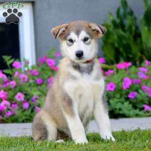 Betsy, Alaskan Malamute Puppy