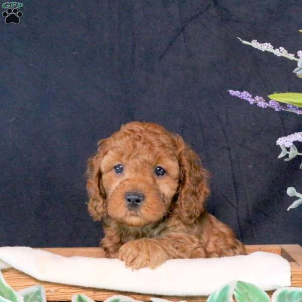 Billy, Cavapoo Puppy