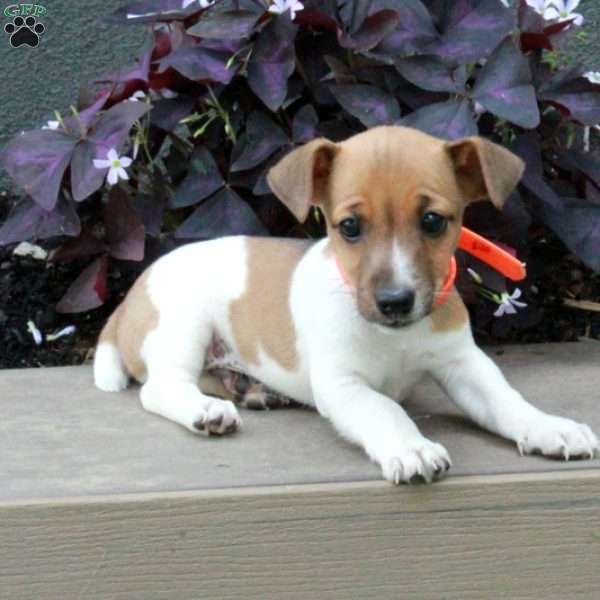 Billy, Jack Russell Terrier Puppy