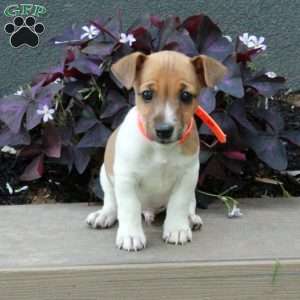 Billy, Jack Russell Terrier Puppy