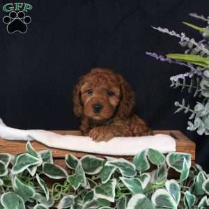 Billy, Cavapoo Puppy