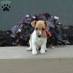 Billy, Jack Russell Terrier Puppy