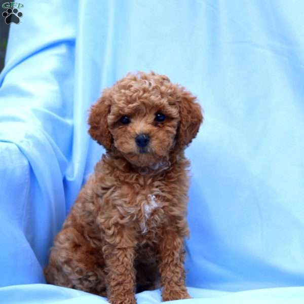 Billy, Miniature Poodle Puppy