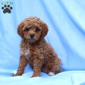 Billy, Miniature Poodle Puppy