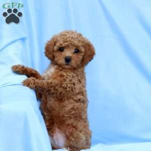 Billy, Miniature Poodle Puppy