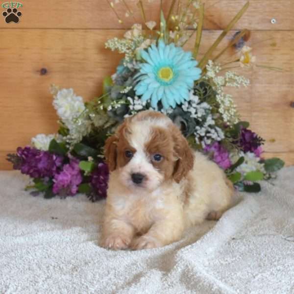 Bindi, Cavapoo Puppy