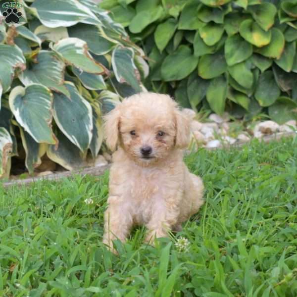 Bindi, Miniature Poodle Puppy