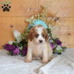 Bindi, Cavapoo Puppy