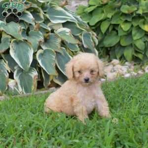 Bindi, Miniature Poodle Puppy