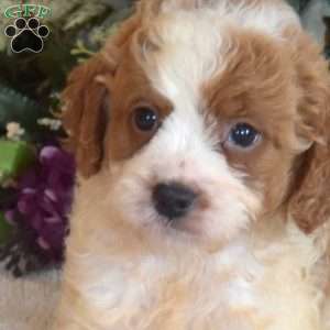 Bindi, Cavapoo Puppy