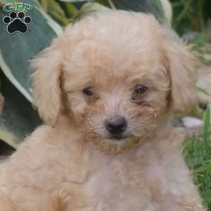 Bindi, Miniature Poodle Puppy