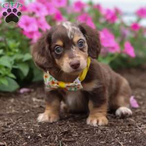Bingo, Dachshund Puppy