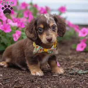 Bingo, Dachshund Puppy