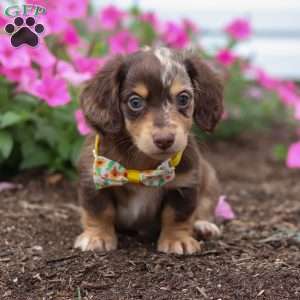 Bingo, Dachshund Puppy