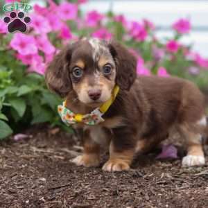 Bingo, Dachshund Puppy