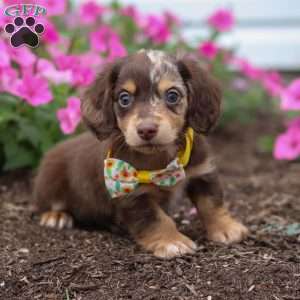 Bingo, Dachshund Puppy