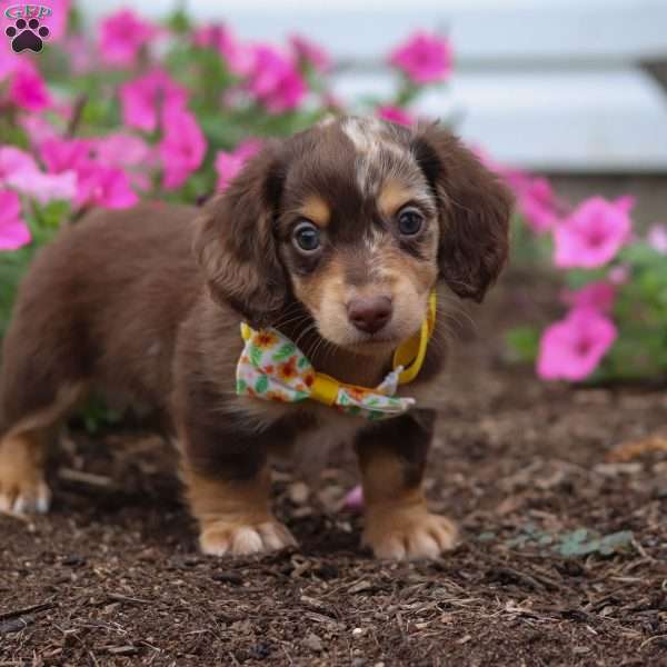 Bingo, Dachshund Puppy