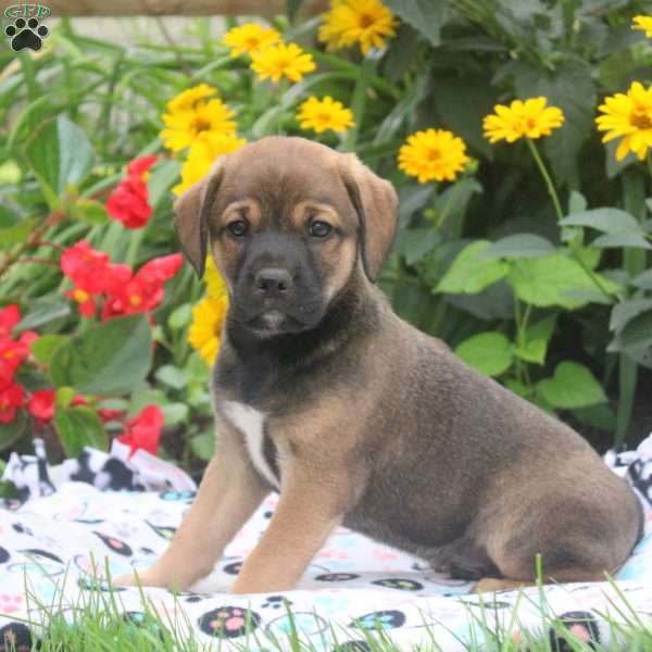 Bingo, English Springer Spaniel Mix Puppy