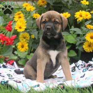 Bingo, English Springer Spaniel Mix Puppy