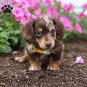 Bingo, Dachshund Puppy